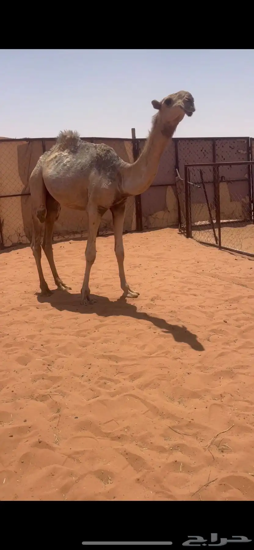 قعود رماني كفوو 1