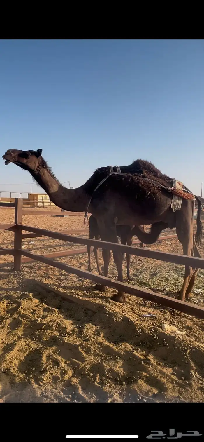 خلفه هديه مجهم حليبها وافر وحالي تحتها بكره 1