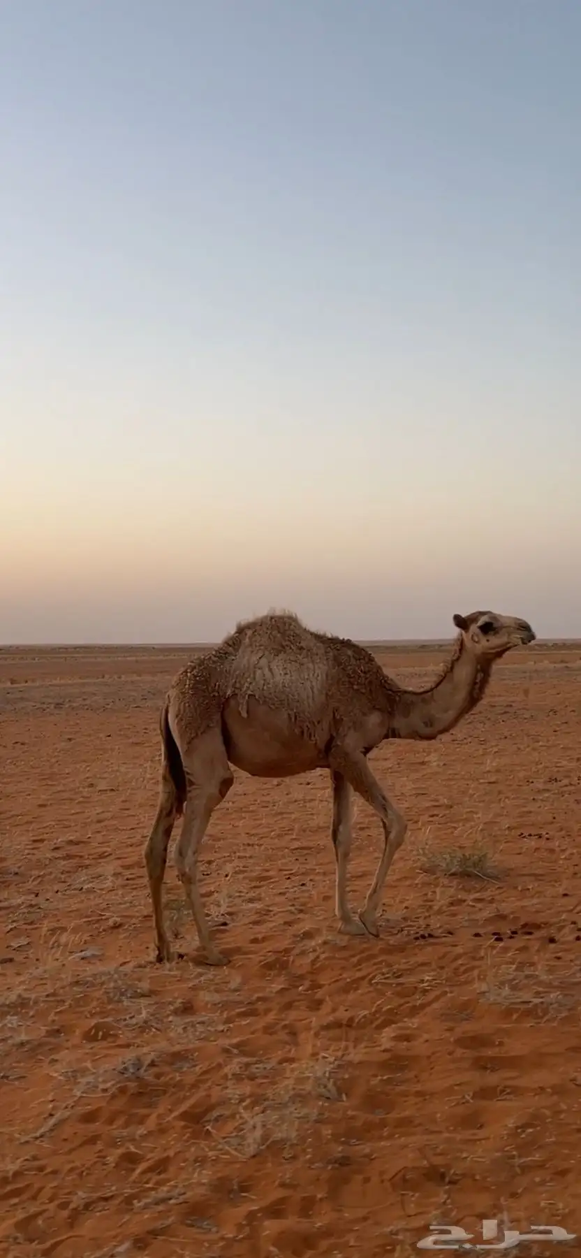 للبيع بكار 2 1