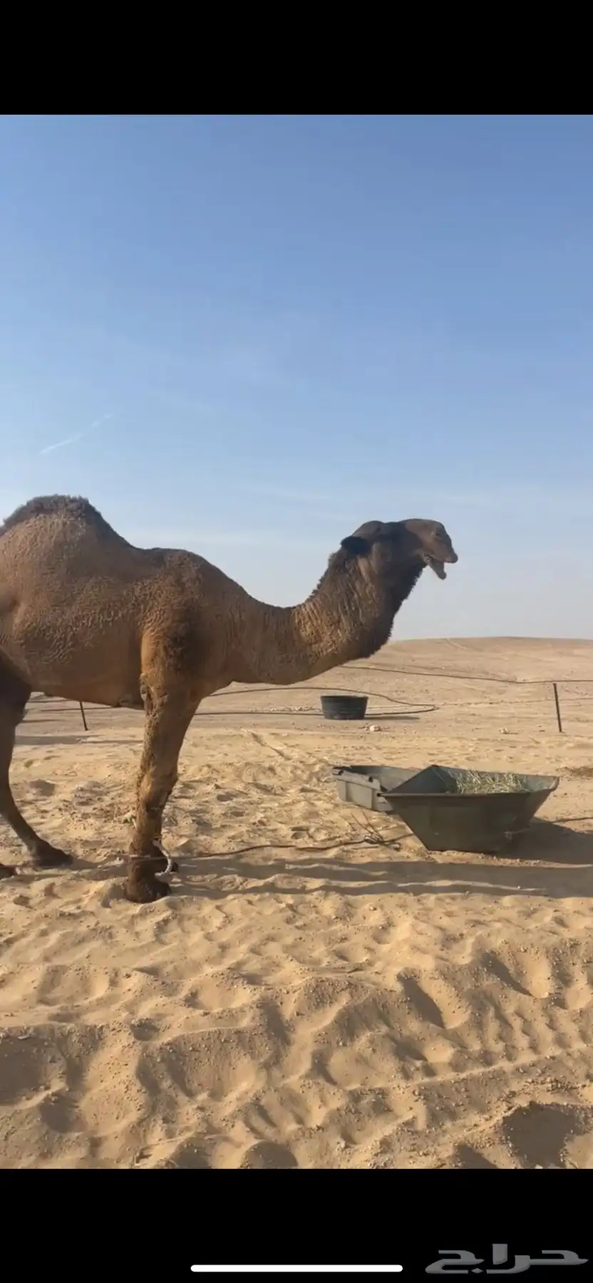 قعود دبياني 4