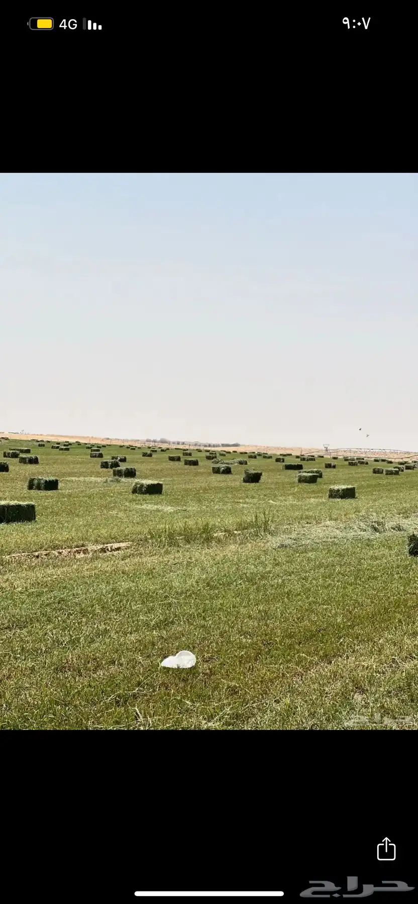 علف بلوبنك 0