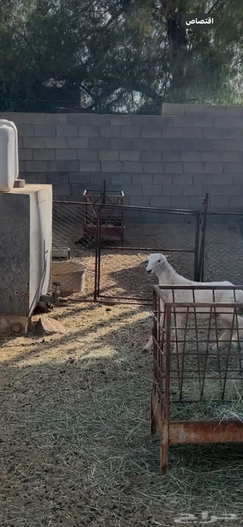 خروف كفو ذبيحه ثلاجه مشروط من كل عذروب 1