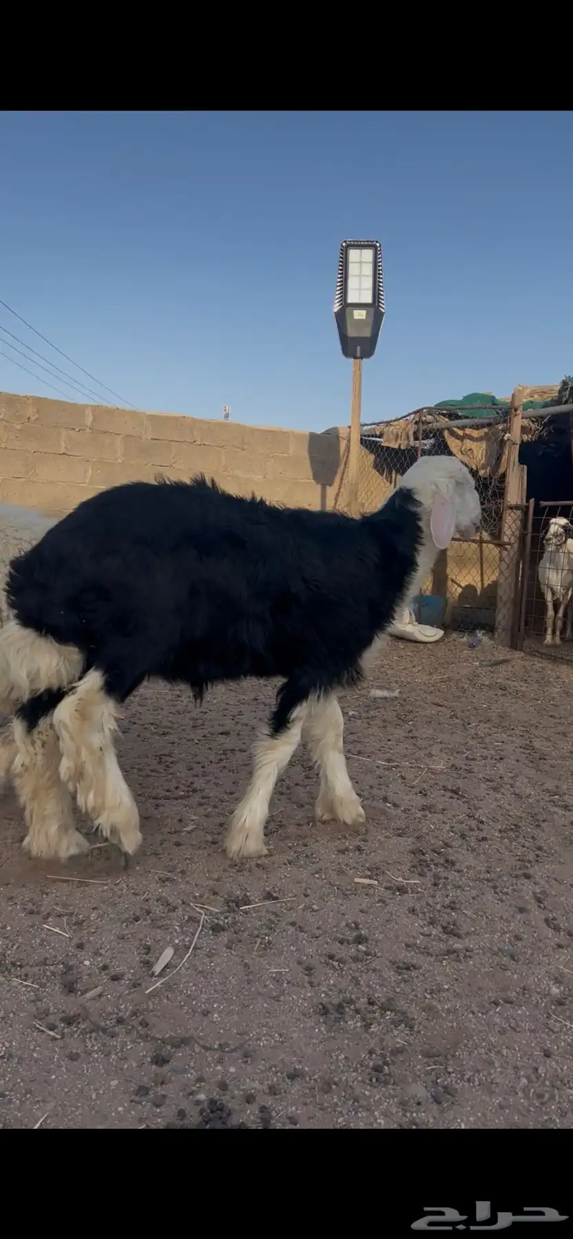 للبيع خروف نجدي صنف 0