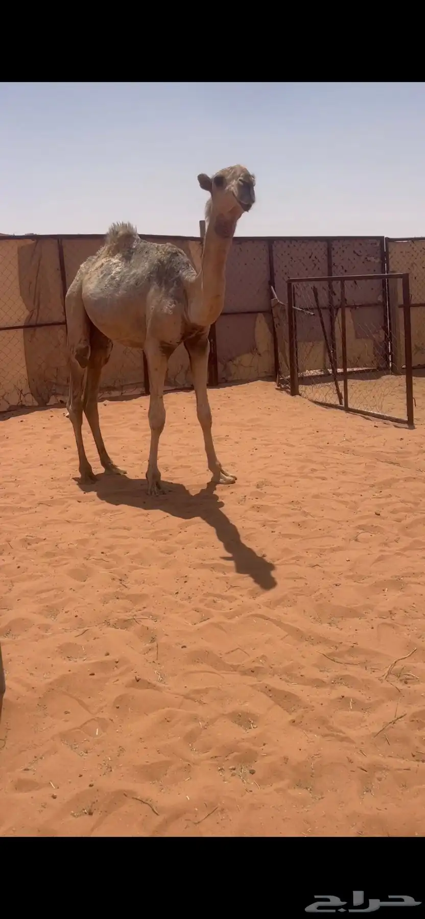 قعود رماني كفوو 0