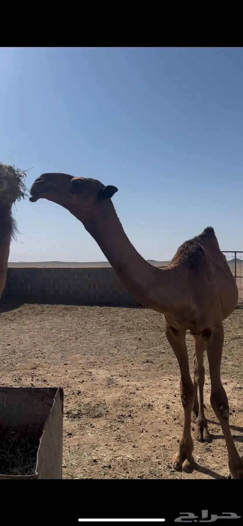 للبيع قعود رماني فحل طيب 1