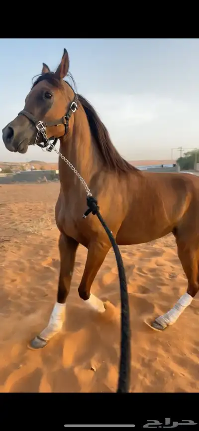 ايوا خيل وعسف 5