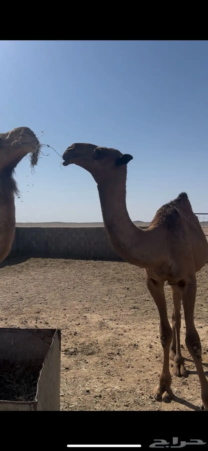 للبيع قعود رماني فحل طيب 3