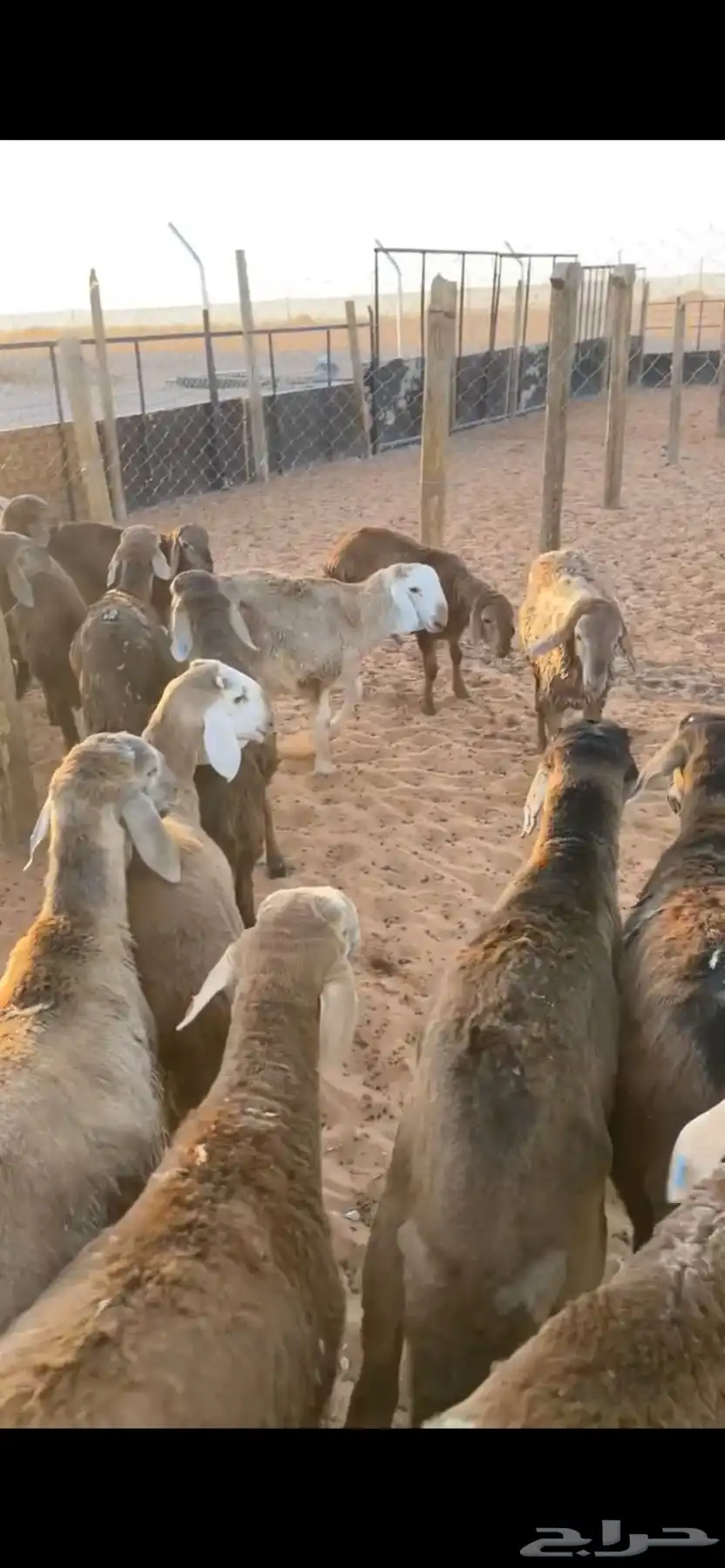 للبيع بهم سواكن طيب مربوط 3