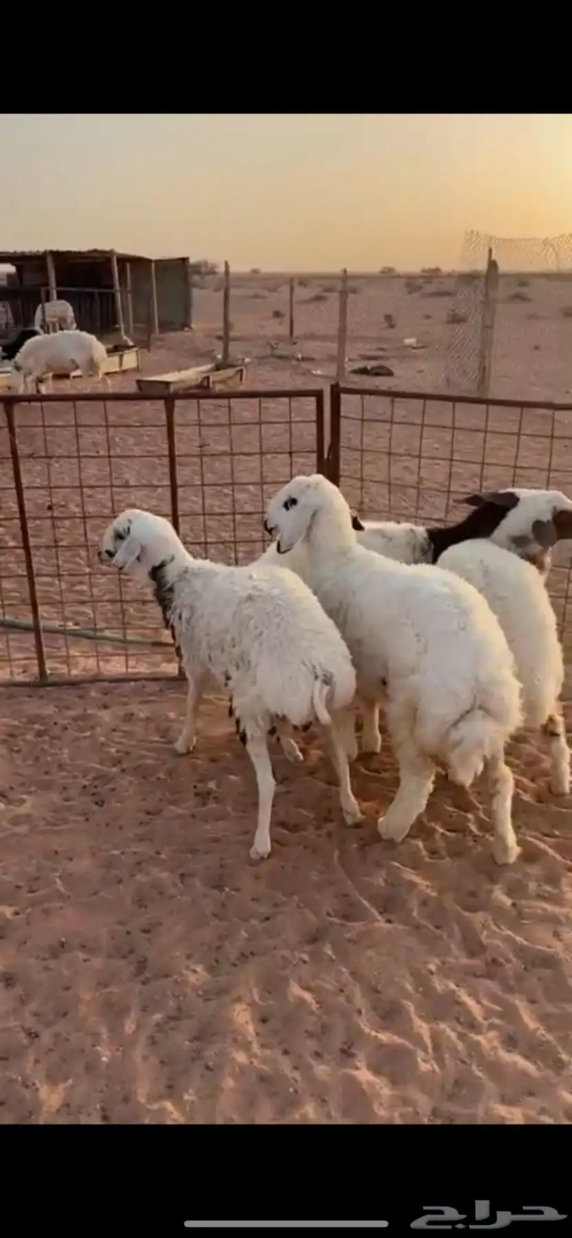 بهم طيب وسمان 1