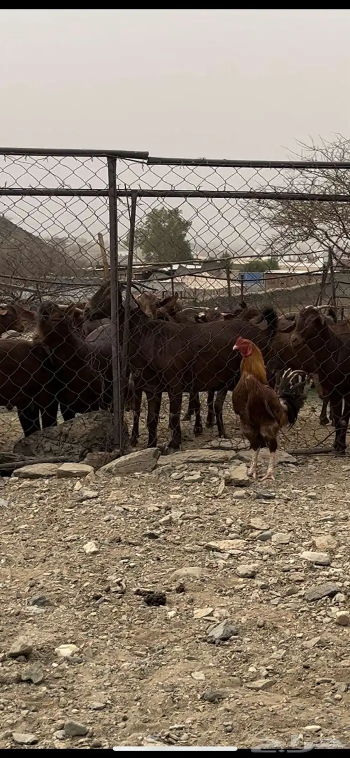 ديكة بكساتي 1