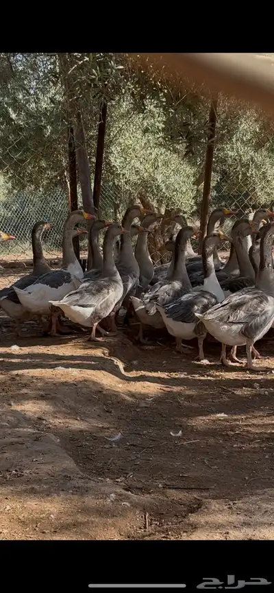 وز هجين عراقي علا بلغاري الموقع غطي 2
