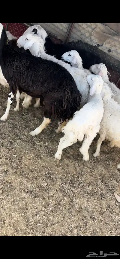 طليان حجريات 5