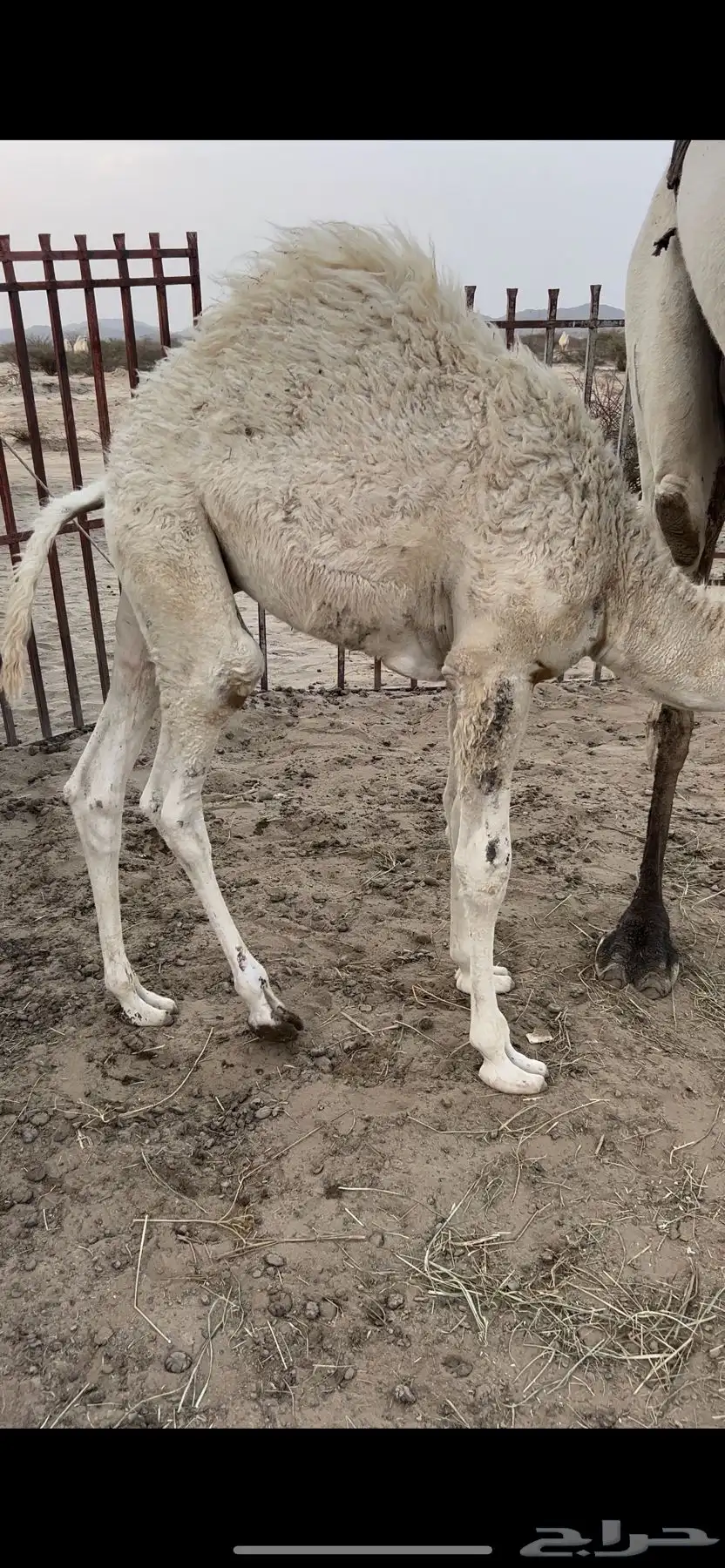 قعودين كفو ناهيه ع حليب 3