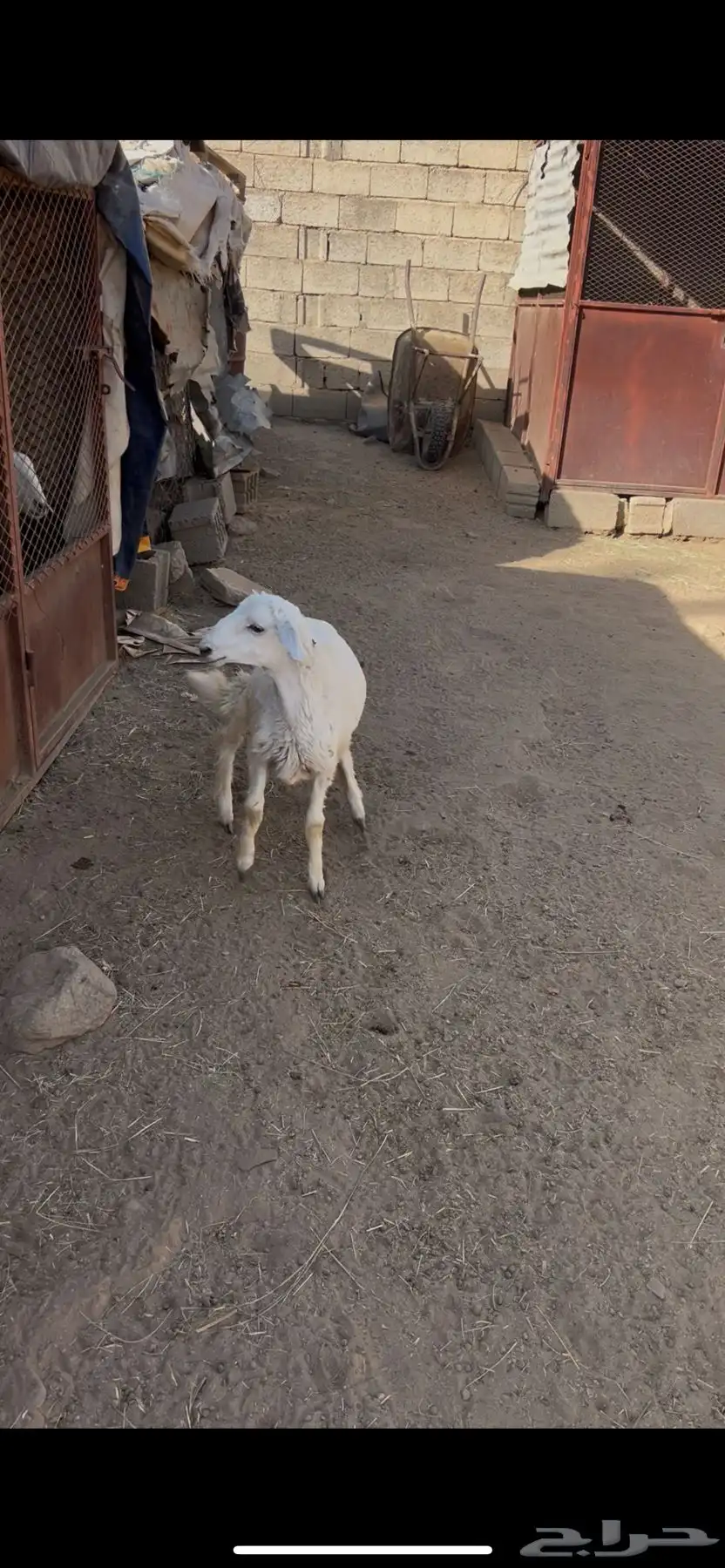 خروف كفو ذبيحه ثلاجه مشروط من كل عذروب 4