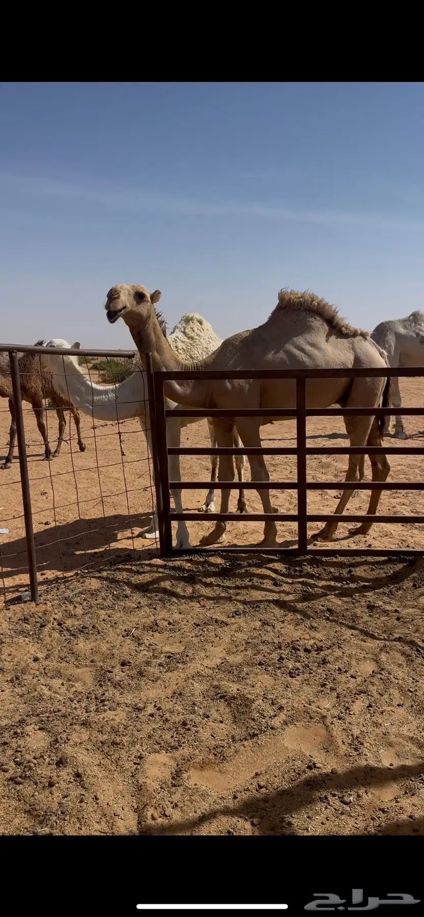 قعود دبياني 0