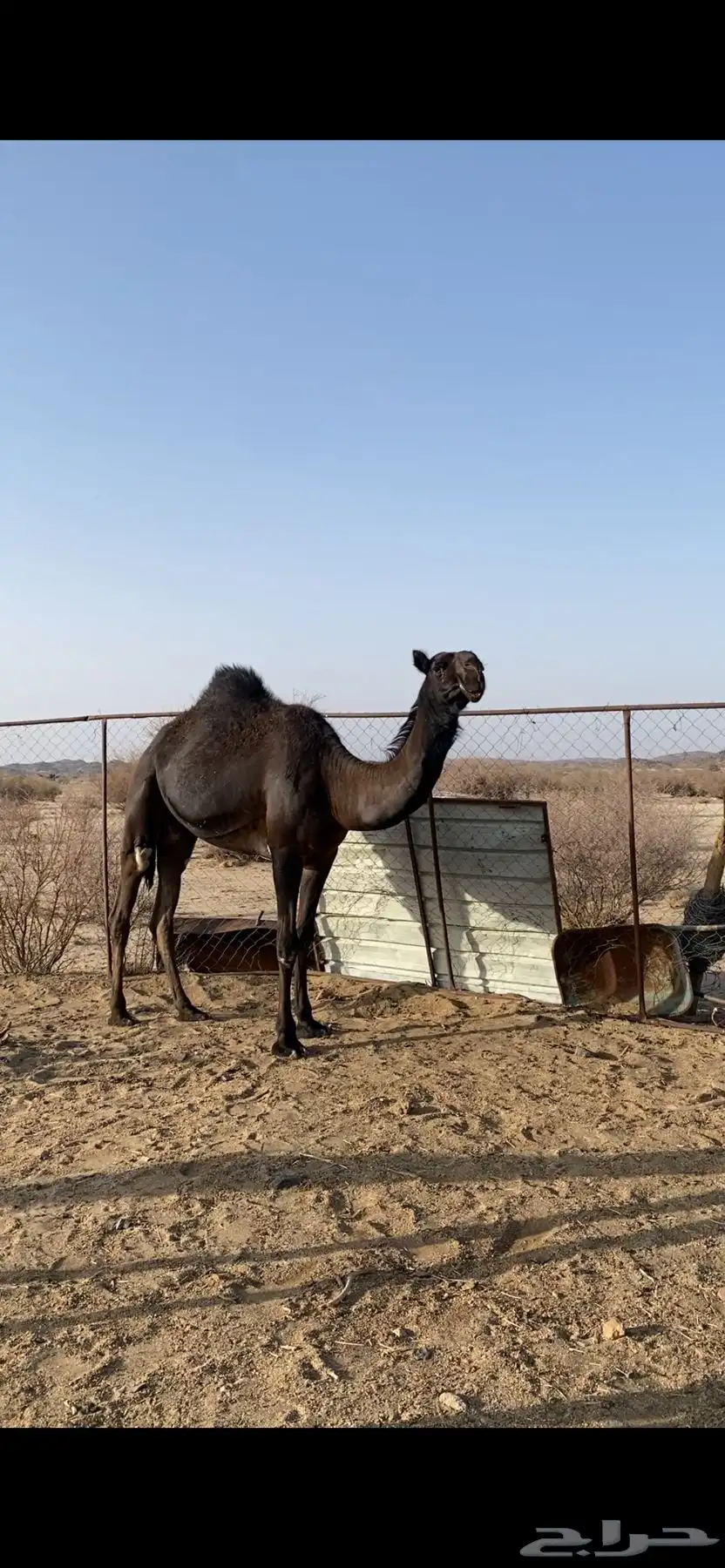 بكره للبيع كفووو لقحه على بعير منتج 0