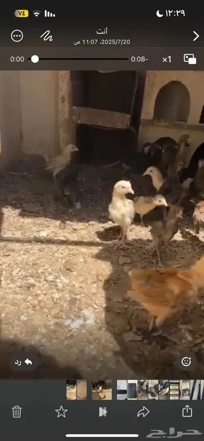 صيصان 5