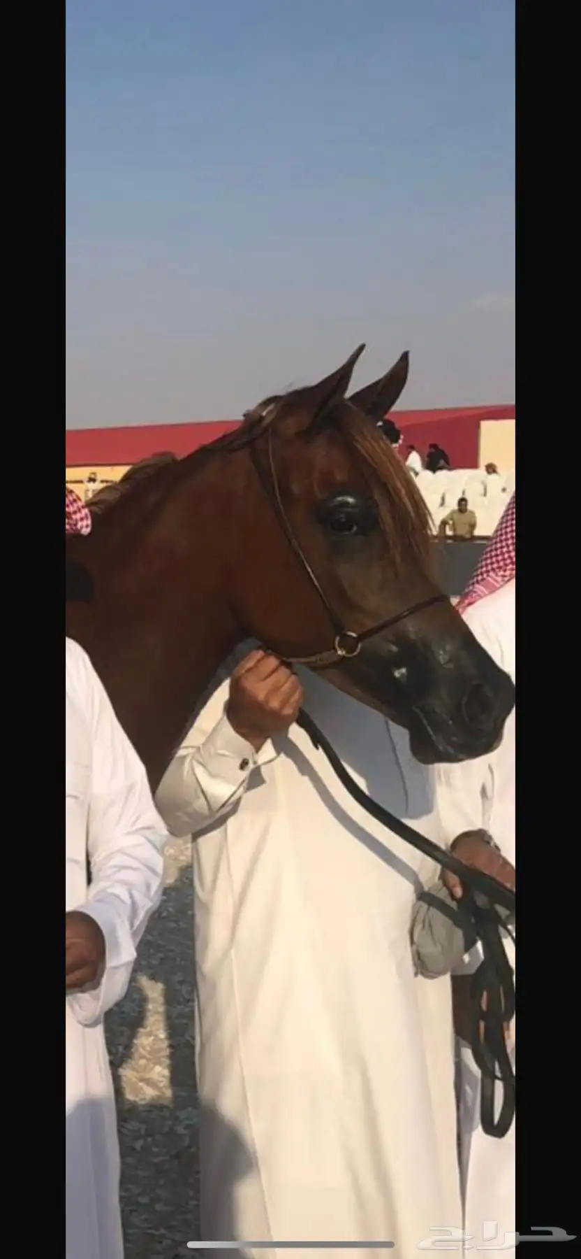 فرس واهو 2