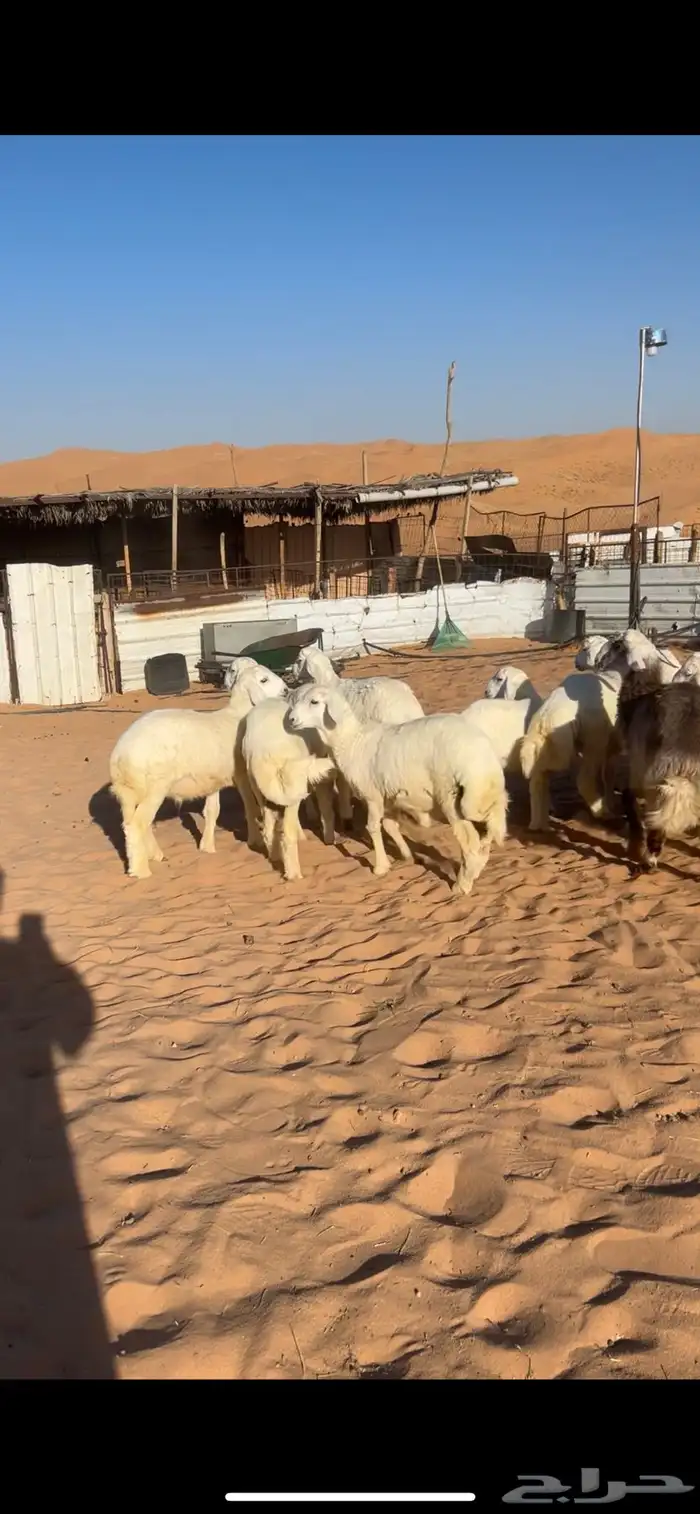 بهم حري خصم(( تم البيع)) 0