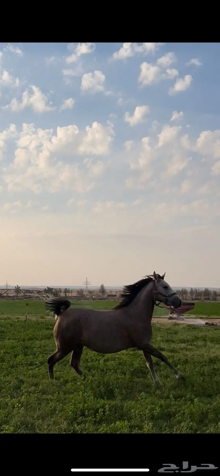 فرس شعبيه 4
