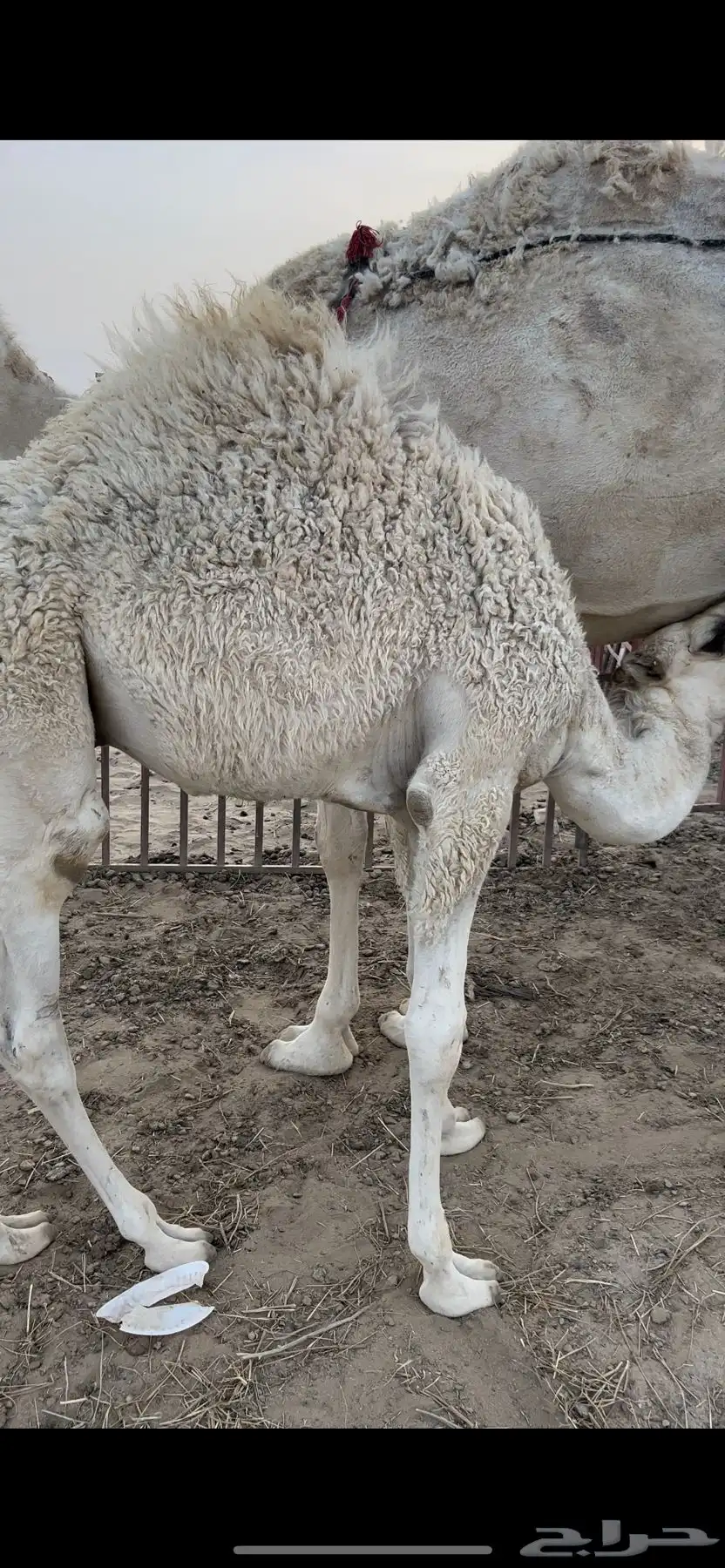 قعودين كفو ناهيه ع حليب 2
