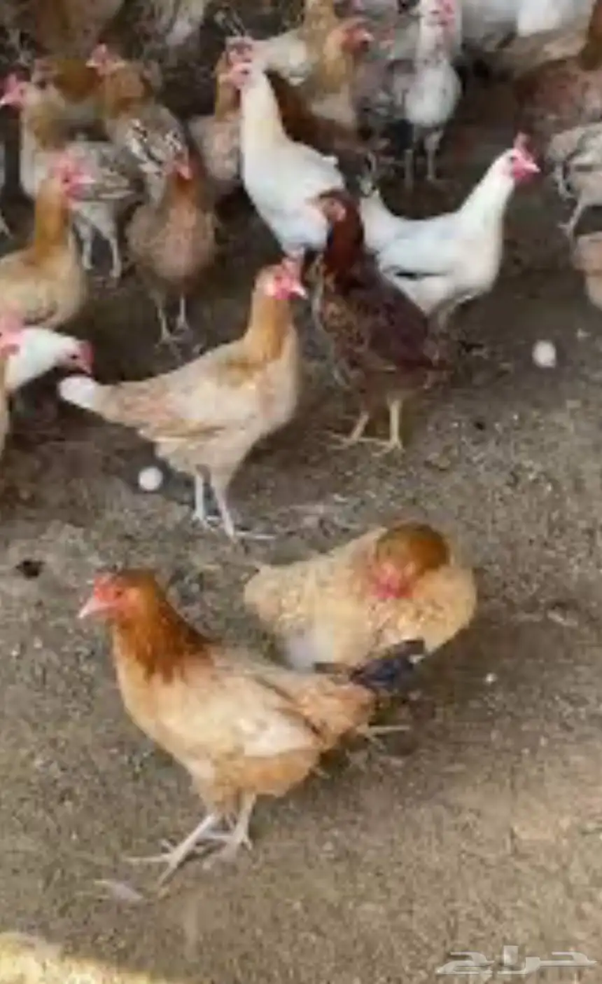 دجاج بلدي وبط 0