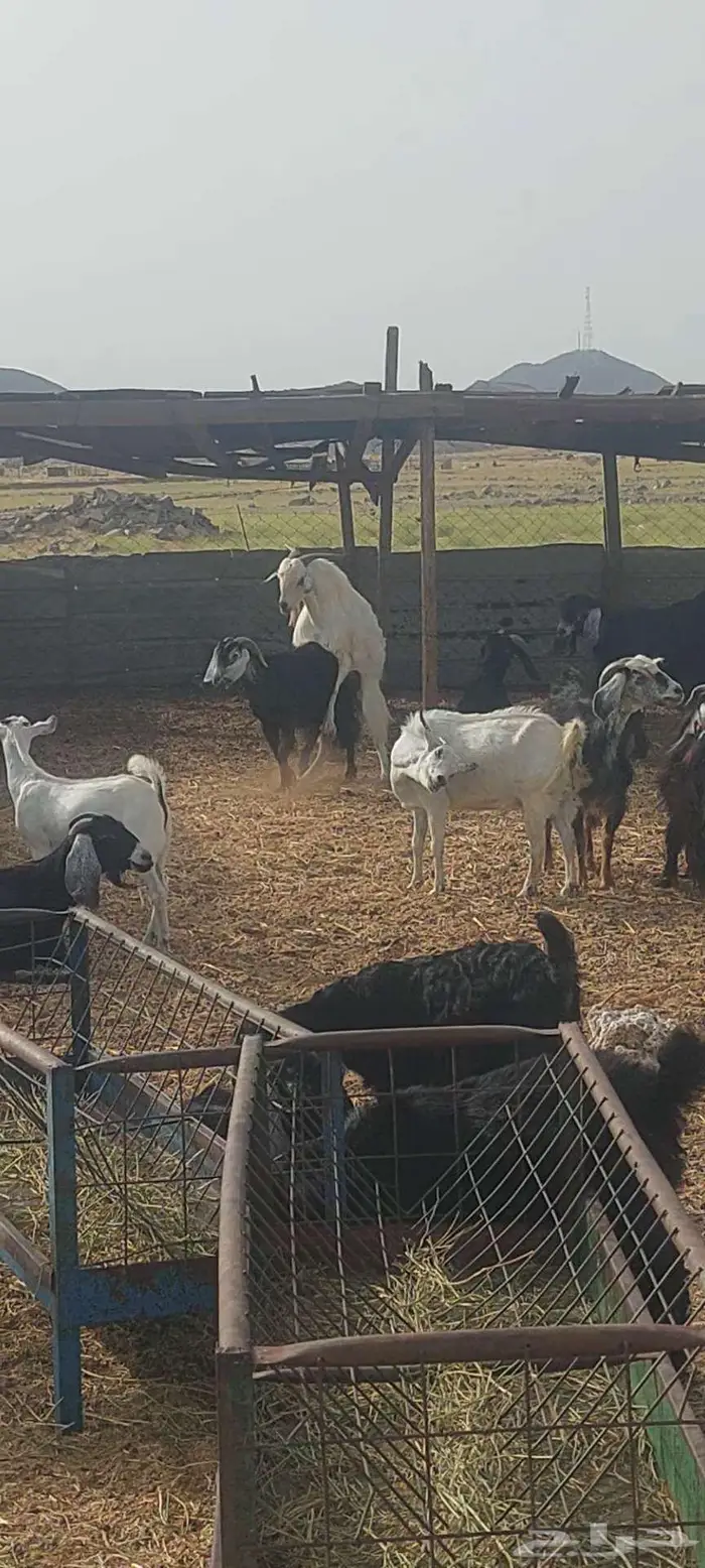 فحول معزا شرط. وجفار مقنا 2