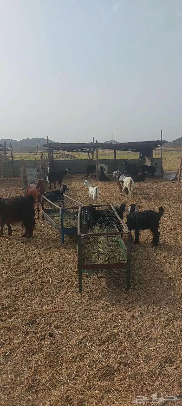 فحول معزا شرط. وجفار مقنا 0