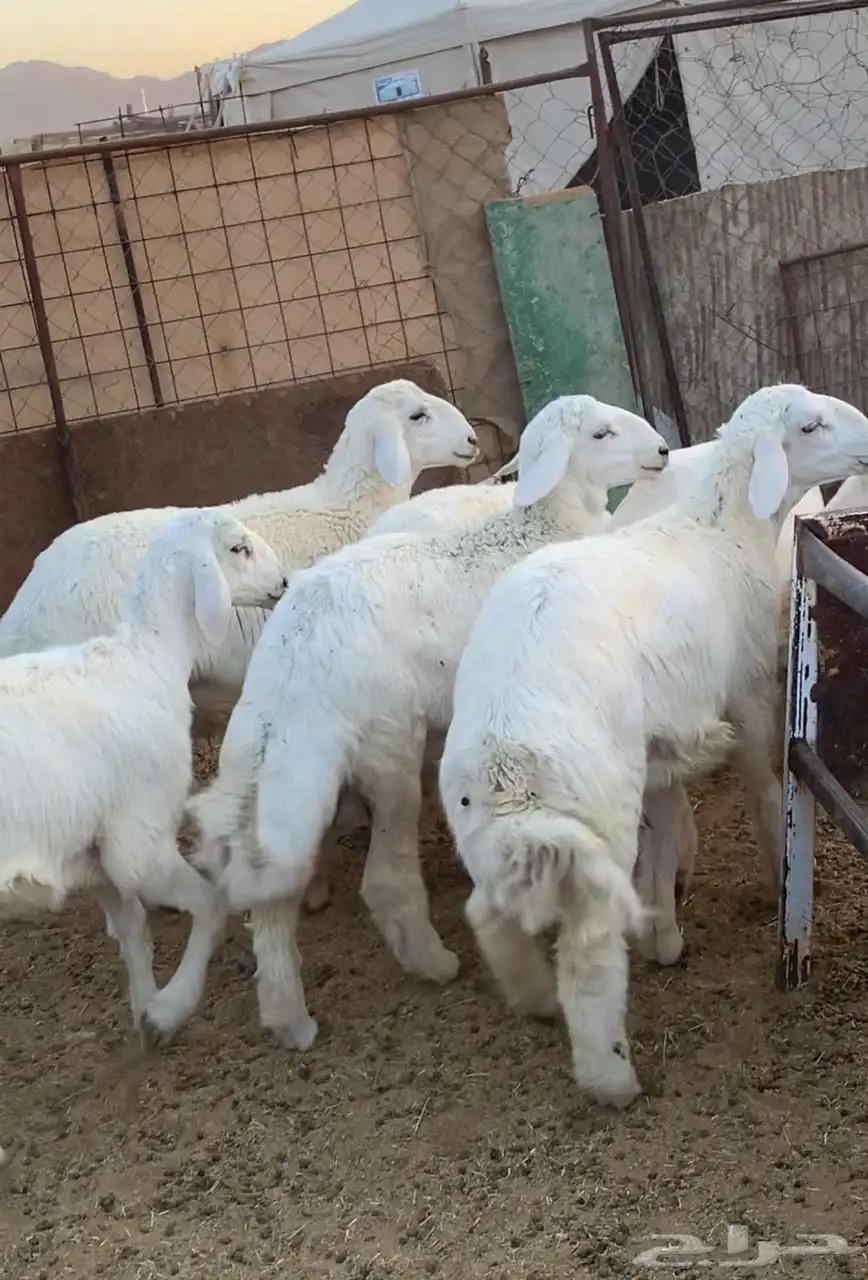 ذبايح مع خدمة السلخ والتوصيل 1