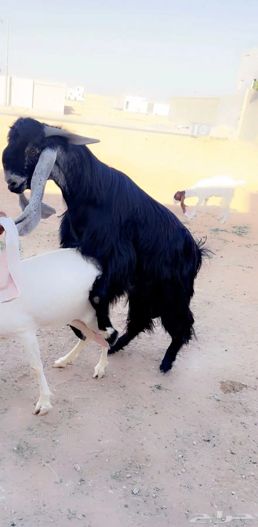 تيس فحل طيب مشروك منوة القناي 10