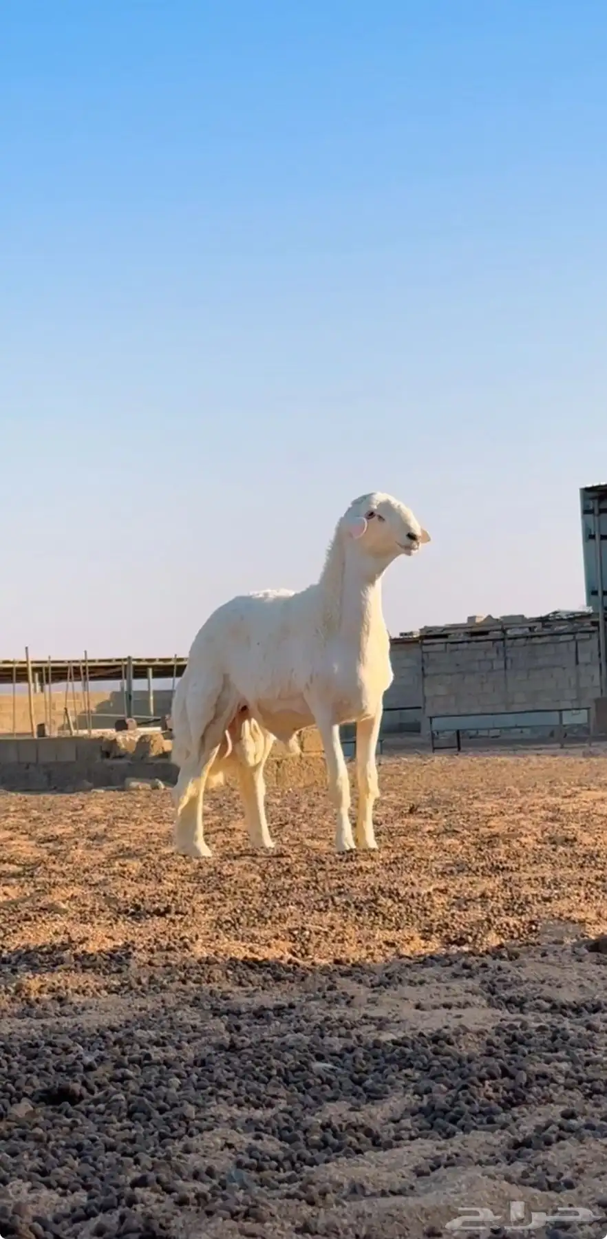حري جذع العمر 7 شهور و 20 يوم 1