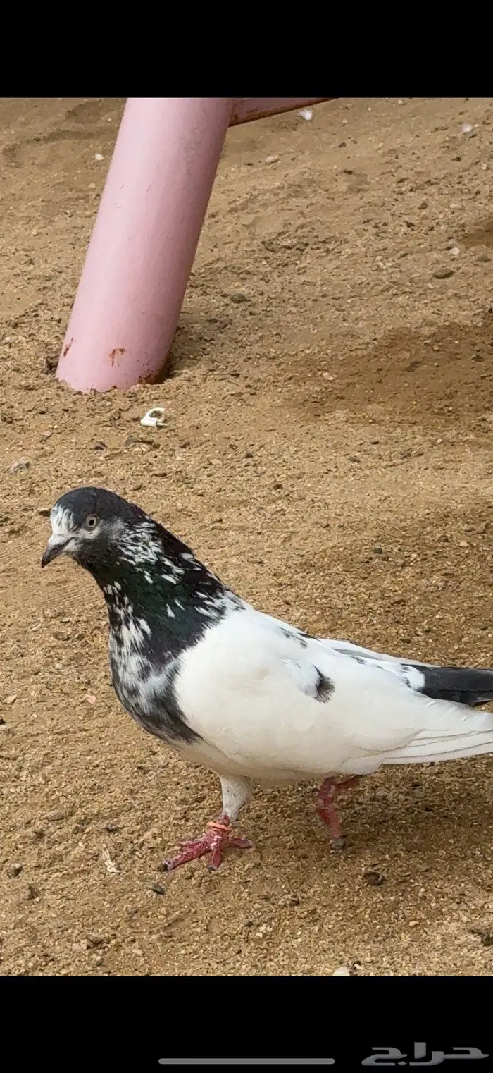 باكستاني تيدي 1