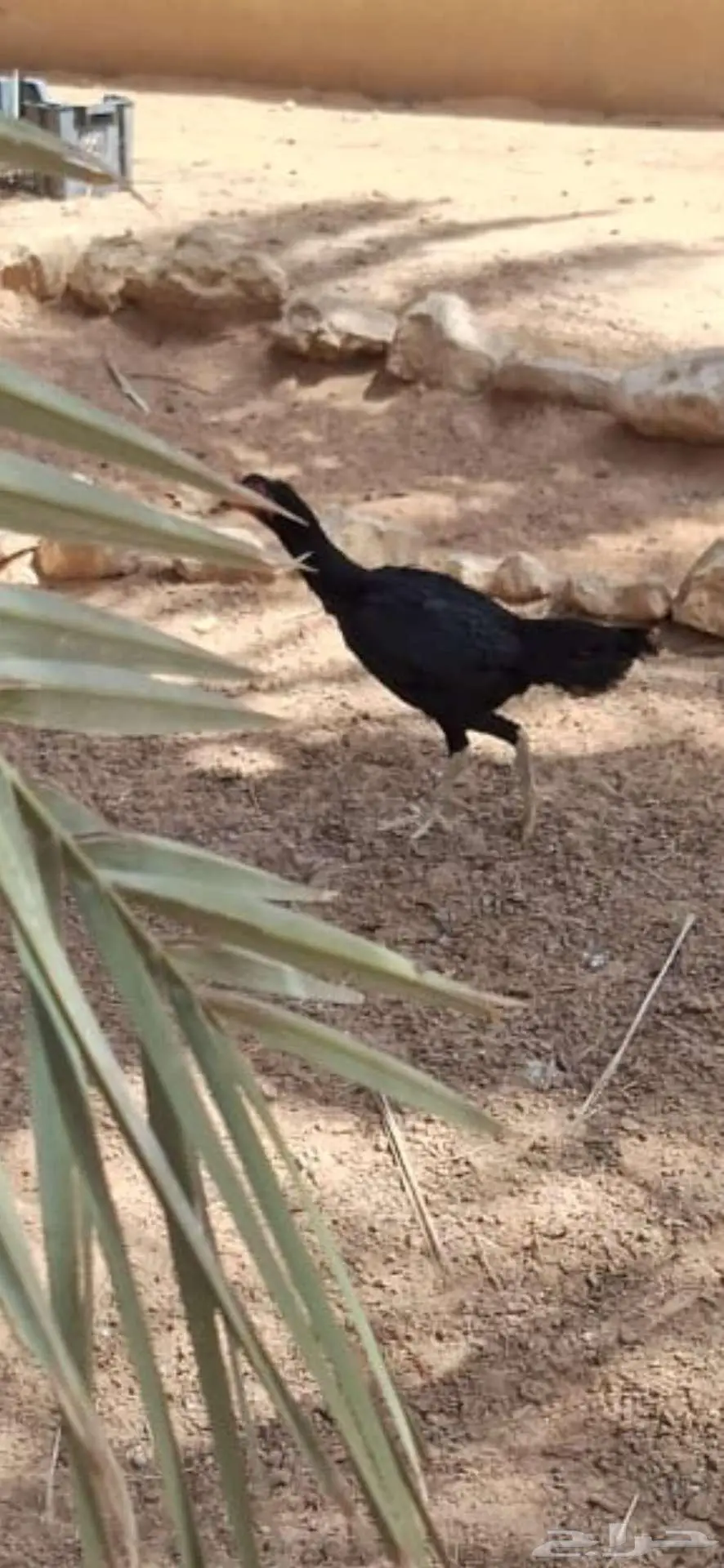 طيور 0