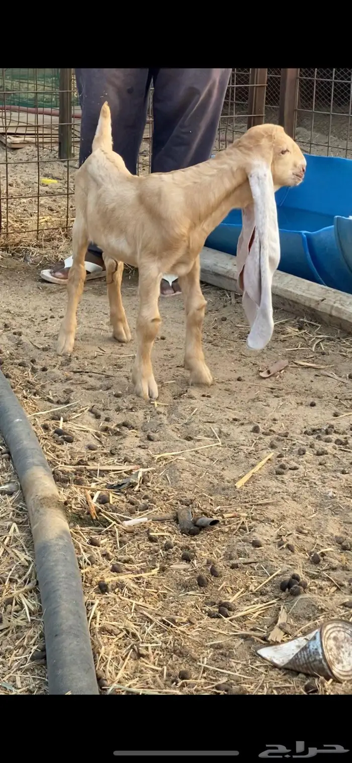 عنز حجازية معها تيس 1