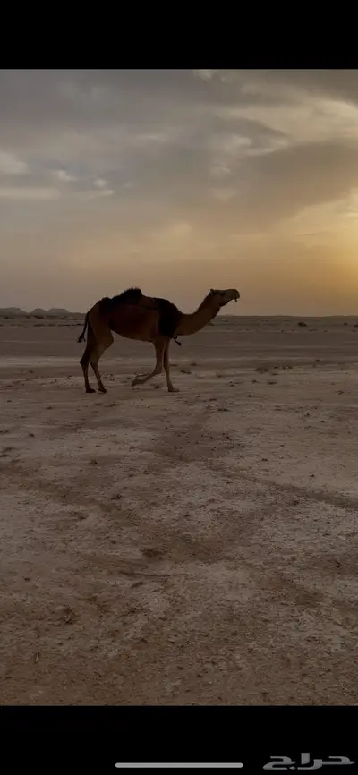 لقحه حمراء طيبه 0
