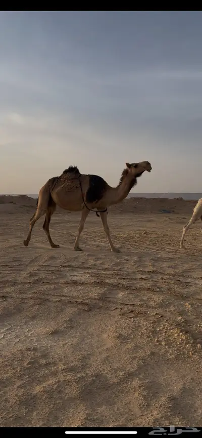 لقحه حمراء طيبه 2