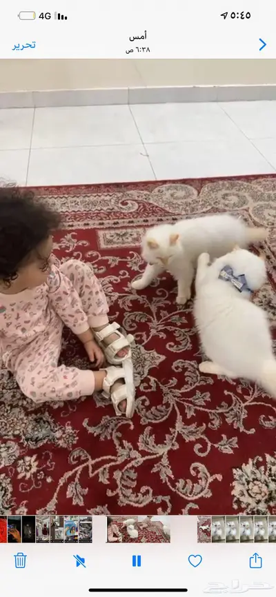 بسه تهجين سيزاري وهملايا نظيفه جدا 2