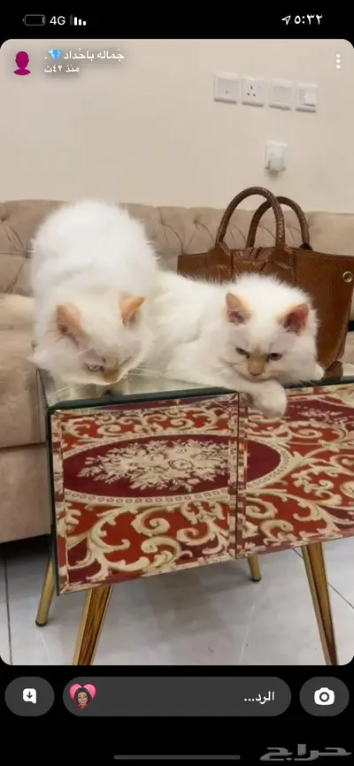 بسه تهجين سيزاري وهملايا نظيفه جدا 1
