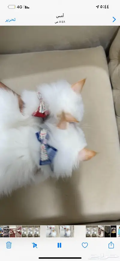 بسه تهجين سيزاري وهملايا نظيفه جدا 0