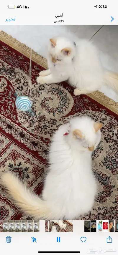 بسه تهجين سيزاري وهملايا نظيفه جدا 4