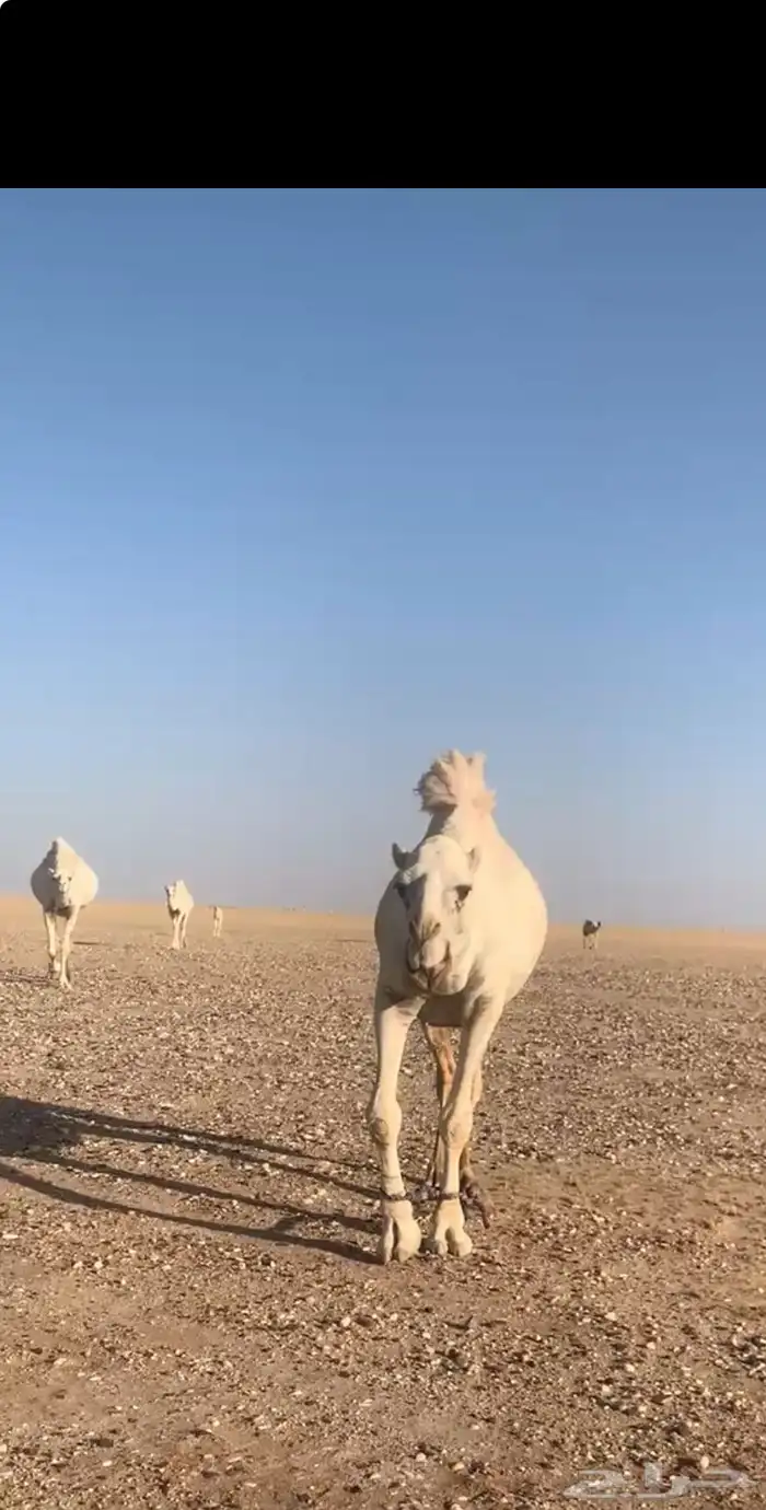 سلام عليكم واضح للبيع العدد 11 2