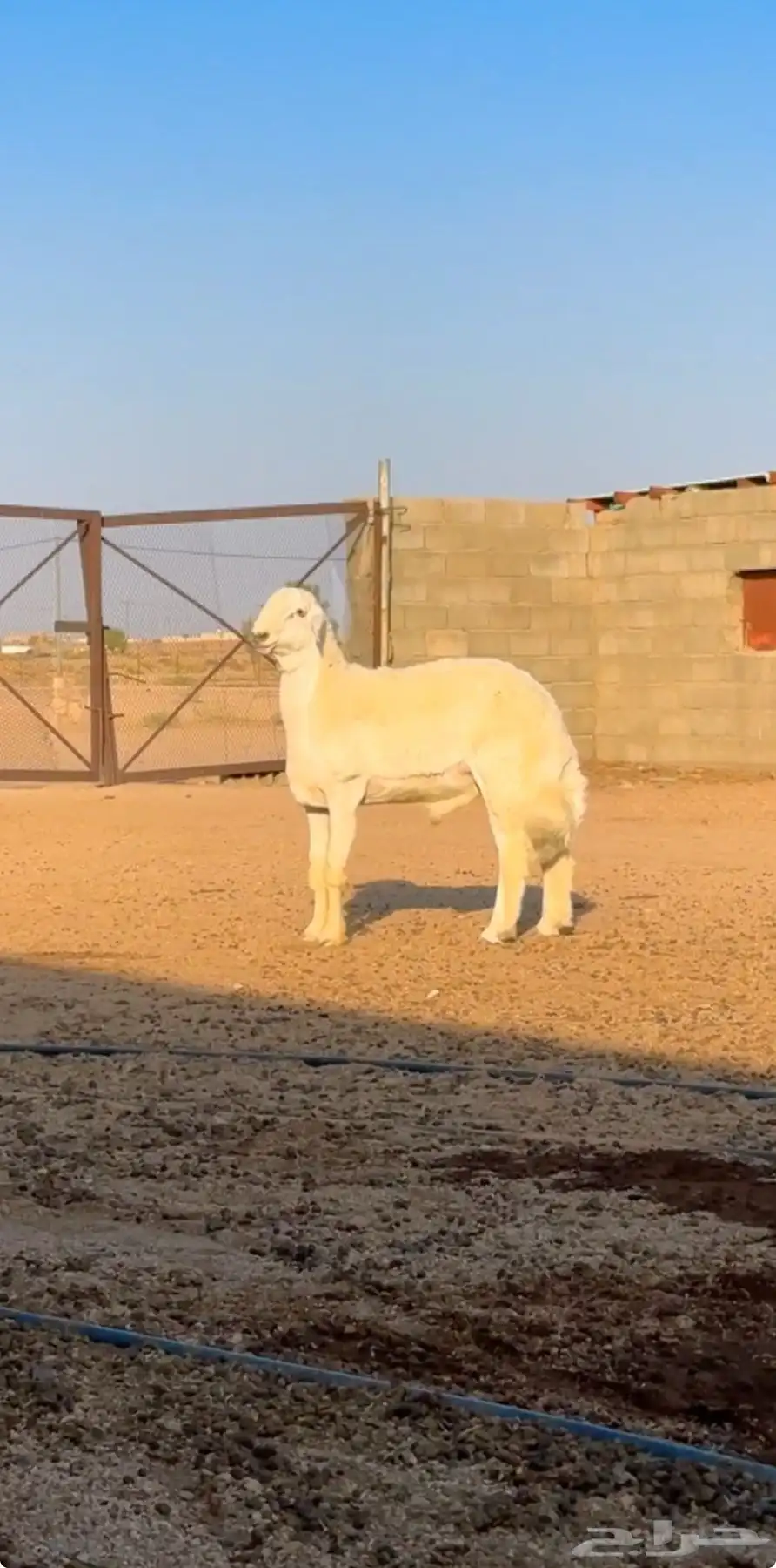 حري جذع العمر 7 شهور و 20 يوم 2