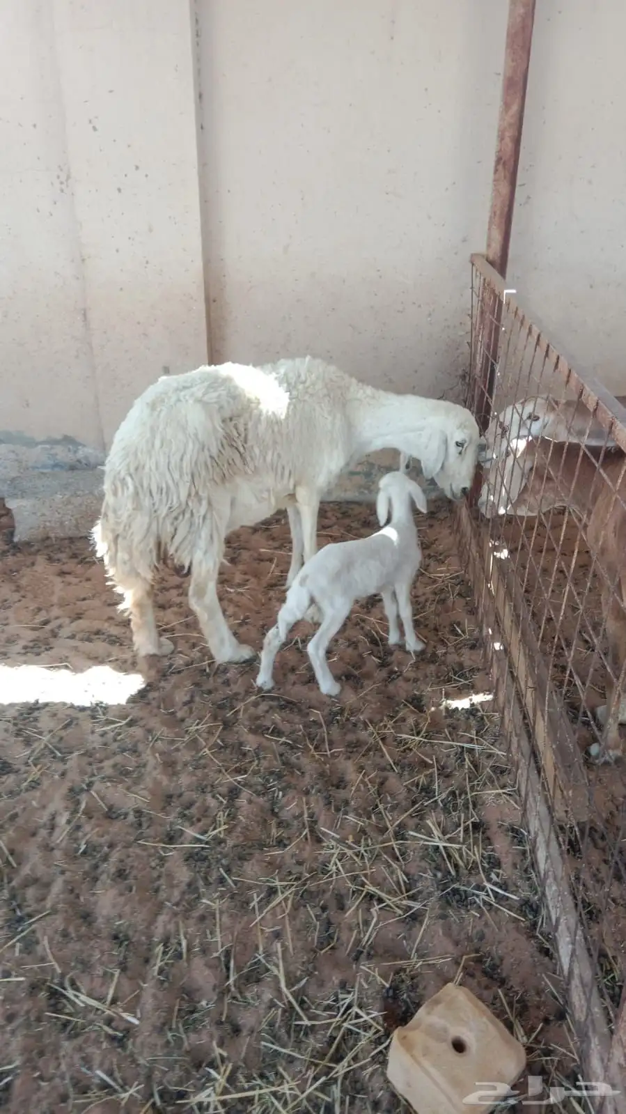 للبيع حريه معها رخل 3