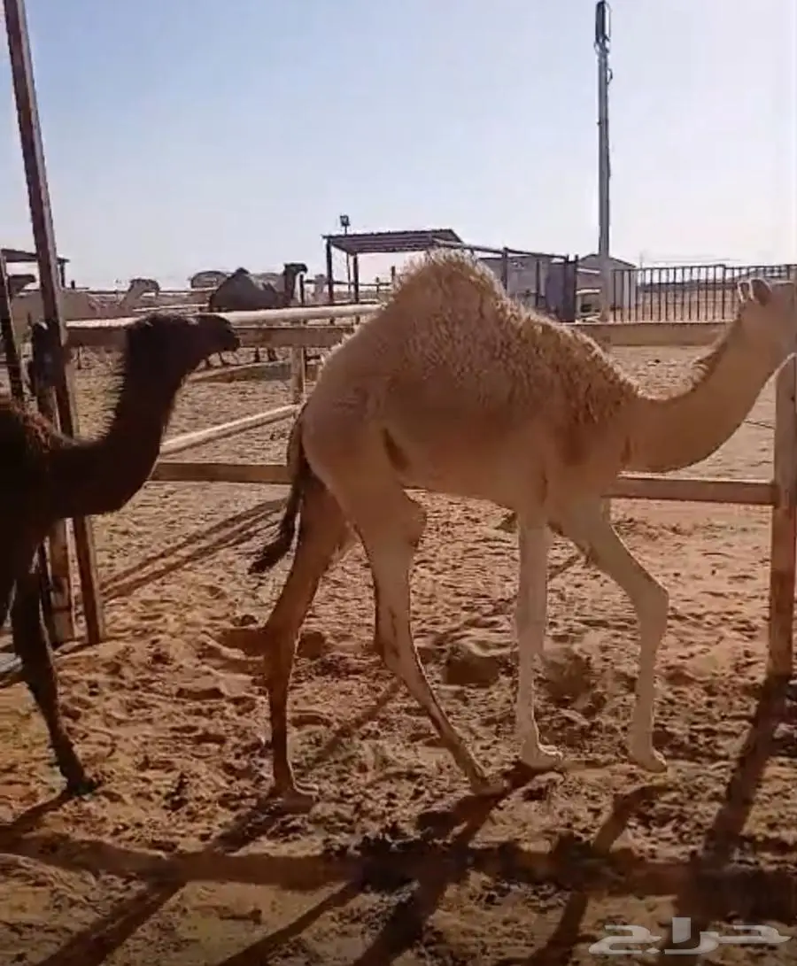 بكره للبيع عونية 0