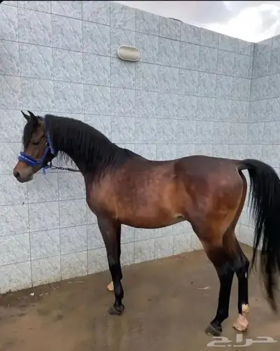 حصان واهو عربي اقبل البدل 1