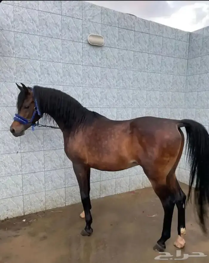 حصان واهو عربي اقبل البدل 1