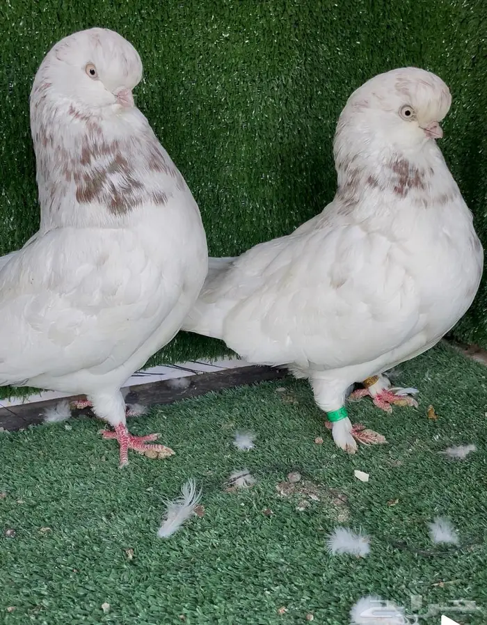 جوز لونق منتج سبلاش 5
