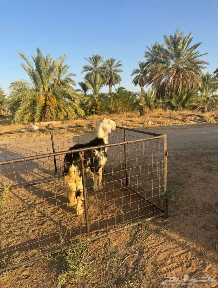 مشروع فحل نجدي 0