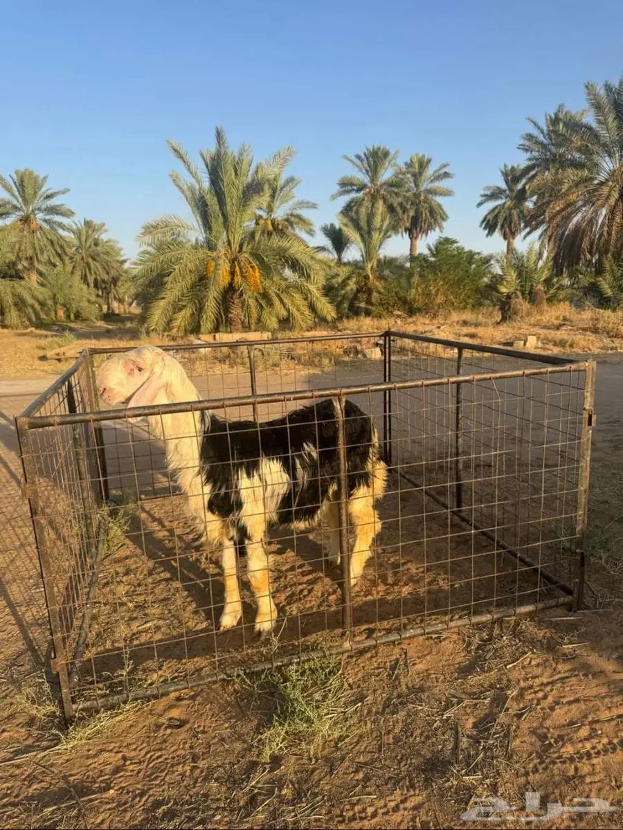 مشروع فحل نجدي 1