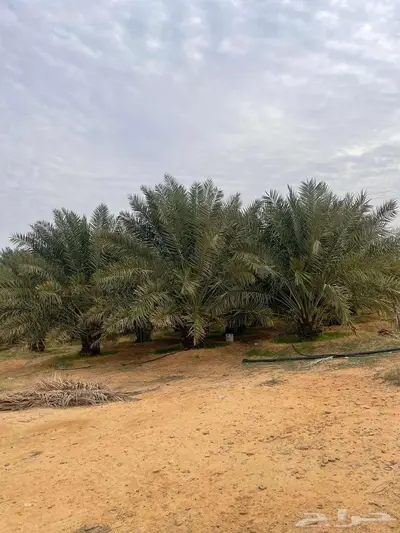 مزرعه للبيع بساق البكيريه القصيم 3